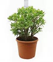 Крассула Овата - Crassula ovata D35 H80