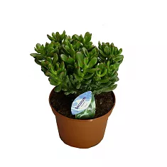 Крассула Овата Конволюта (Толстянка) - Crassula D14 H25