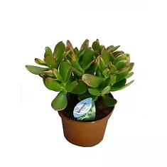 Крассула Овата Минор (Толстянка) - Crassula D14 H25