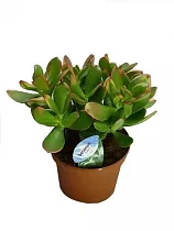 Крассула Овата Минор (Толстянка) - Crassula D14 H25