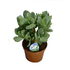 Крассула древовидная (Толстянка) - Crassula D15 H25
