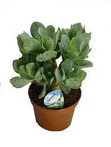 Крассула древовидная (Толстянка) - Crassula D15 H25