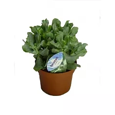 Крассула древовидная (Толстянка) - Crassula D14 H25