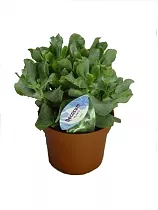 Крассула древовидная (Толстянка) - Crassula D14 H25