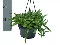 Крассула плауновидная (Licopodiodes) (Толстянка) - Crassula D14 H25