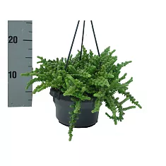 Крассула плауновидная (Licopodiodes) (Толстянка) - Crassula D14 H25