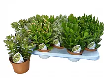 Крассула микс (Толстянка) - Crassula D10 H25