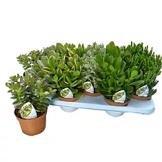 Крассула микс (Толстянка) - Crassula D10 H25