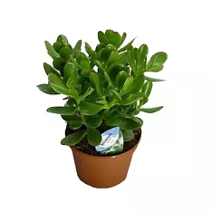 Крассула Овата (Толстянка) - Crassula D10 H20