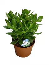 Крассула Овата (Толстянка) - Crassula D10 H20