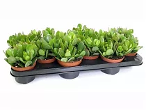 Крассула (Толстянка) микс - Crassula D10 H20