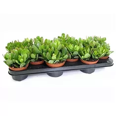 Крассула (Толстянка) микс - Crassula D10 H20