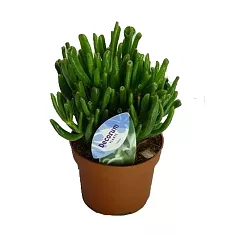 Крассула овата Голлум (Толстянка) - Crassula D10 H20