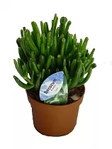 Крассула овата Голлум (Толстянка) - Crassula D10 H20