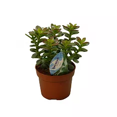 Крассула Овата (Толстянка) - Crassula D10 H20