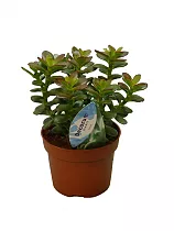 Крассула Овата (Толстянка) - Crassula D10 H20