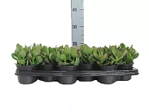 Крассула (Толстянка) Овата Минор - Crassula D9 H20