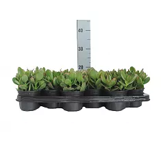 Крассула (Толстянка) Овата Минор - Crassula D9 H20