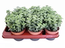 Крассула (Толстянка) наскальная - Crassula rupestris D10 H20