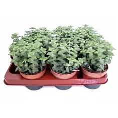 Крассула (Толстянка) наскальная - Crassula rupestris D10 H20