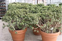 Крассула Овата Минор - Crassula ovata 'Minor' D50 H110