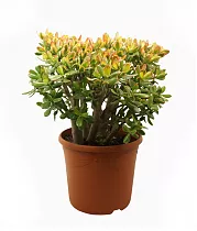 Крассула Овата Сансет - Crassula ovata 'Sunset' D35 H80