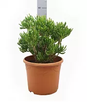 Крассула яйцевидная "Хоббит" и "Голлум" - Crassula ovata 'Gollum' D30 H60