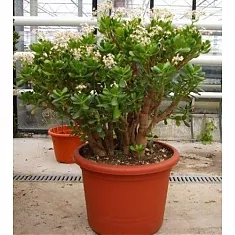 Крассула Овата (Толстянка) - Crassula D35 H80
