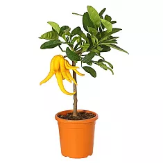 Рука Будды или Цитрон пальчатый - Citrus medica D20 H60
