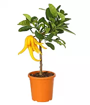 Рука Будды или Цитрон пальчатый - Citrus medica D20 H60