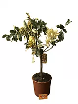 Цитрон "Рука Будды" вариегатный - Citrus medica D22 H80