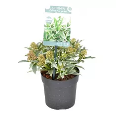 Скиммия - Skimmia D11 H15