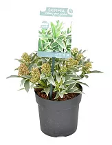 Скиммия - Skimmia D11 H15