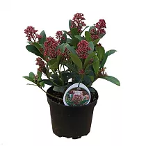 Скиммия - Skimmia D12 H20