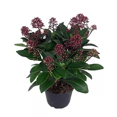 Скиммия - Skimmia D15 H30