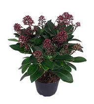 Скиммия - Skimmia D15 H30