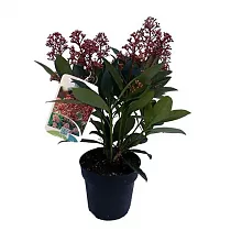 Скиммия - Skimmia D14 H25