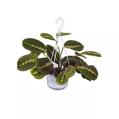 Маранта трехцветная (триколор) - Maranta tricolor D14 H30
