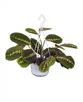Маранта трехцветная (триколор) - Maranta tricolor D14 H30