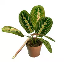 Маранта - Maranta leucon Fascina D12 H25