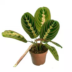 Маранта - Maranta leucon Fascina D12 H25