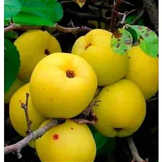Айва японская Сардженти - Chaenomeles japonica Sargentii D9 H20