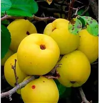 Айва японская Сардженти - Chaenomeles japonica Sargentii D9 H20