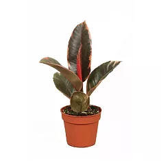 Фикус Эластика Белиз - Ficus Belize D12 H30