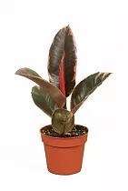 Фикус Эластика Белиз - Ficus Belize D12 H30