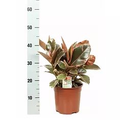 Фикус Эластика Белиз - Ficus Belize D12 H45