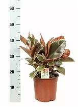 Фикус Эластика Белиз - Ficus Belize D12 H45