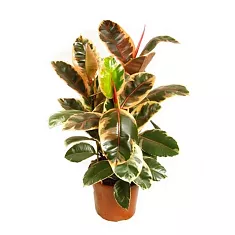Фикус Эластика Белиз - Ficus Belize D25 H60