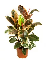 Фикус Эластика Белиз - Ficus Belize D25 H60