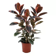 Фикус Эластика Белиз - Ficus Belize D30 H110